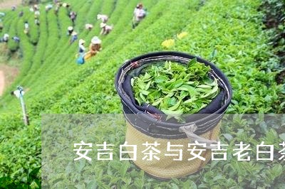 安吉白茶与安吉老白茶/2023092953726