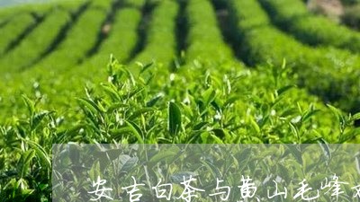 安吉白茶与黄山毛峰对比/2023102442927