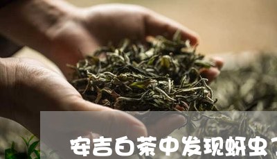 安吉白茶中发现蚜虫了/2023092909370