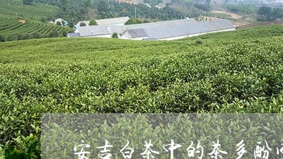 安吉白茶中的茶多酚成分/2023102447482