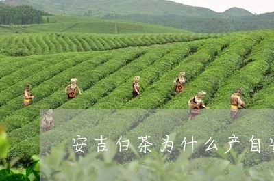 安吉白茶为什么产自安吉/2023101738371