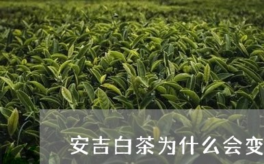 安吉白茶为什么会变红/2023092924058