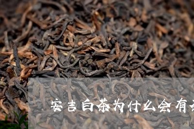 安吉白茶为什么会有茶虫/2023101681704