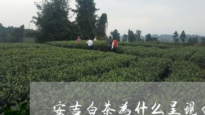 安吉白茶为什么呈现白色/2023101713715