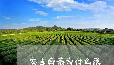 安吉白茶为什么淡/2023061892826