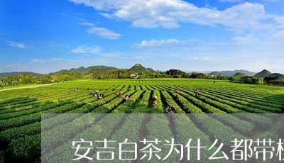 安吉白茶为什么都带梗/2023092989361