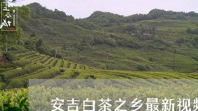 安吉白茶之乡最新视频/2023092970516