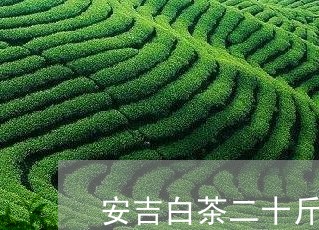 安吉白茶二十斤价格表图/2023101714039