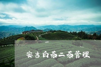 安吉白茶二茶管理/2023061855027