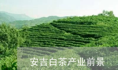 安吉白茶产业前景/2023061888059