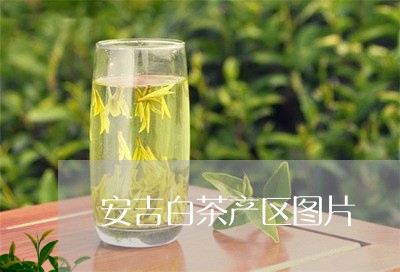 安吉白茶产区图片/2023061837692