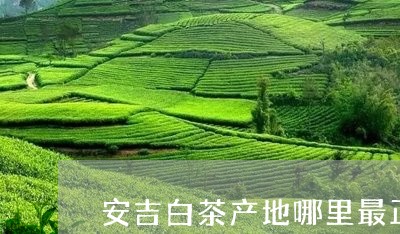 安吉白茶产地哪里最正宗/2023102464250