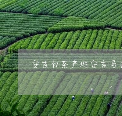 安吉白茶产地安吉马家渡/2023101771504