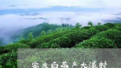 安吉白茶产大溪村/2023061847584