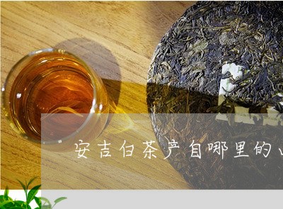 安吉白茶产自哪里的山茶/2023101700723