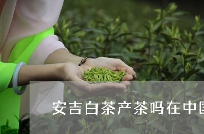 安吉白茶产茶吗在中国/2023092961714