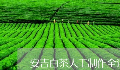 安吉白茶人工制作全过程/2023102439694