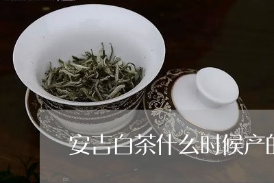 安吉白茶什么时候产的/2023092979794