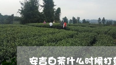 安吉白茶什么时候打药/2023092976472