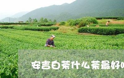 安吉白茶什么茶最好喝/2023092972614