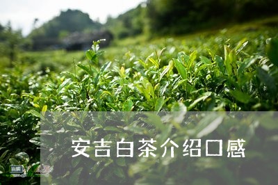 安吉白茶介绍口感/2023061891624