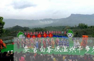 安吉白茶低温烘干多久喝/2023101715269