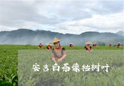 安吉白茶像枯树叶/2023061814140