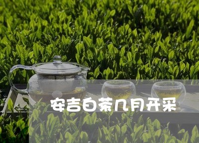 安吉白茶几月开采/2023061841615