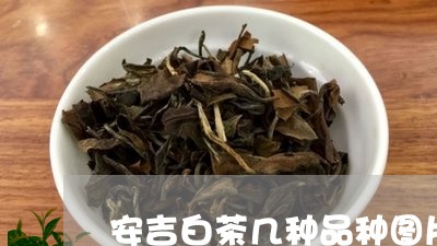 安吉白茶几种品种图片/2023092980505