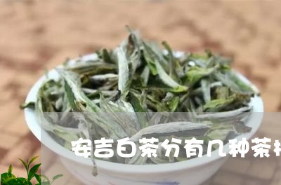 安吉白茶分有几种茶树/2023092975047