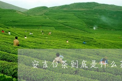 安吉白茶到底是什么茶叶/2023102498492