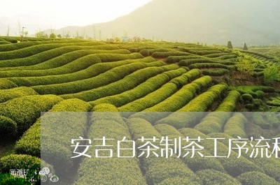 安吉白茶制茶工序流程/2023092941505