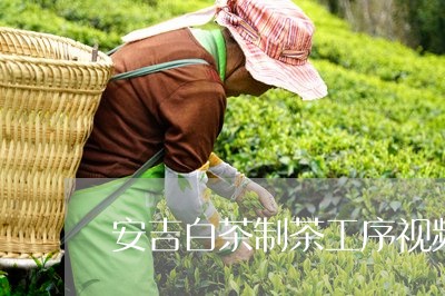 安吉白茶制茶工序视频/2023092900682