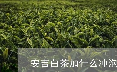 安吉白茶加什么冲泡好/2023092994026