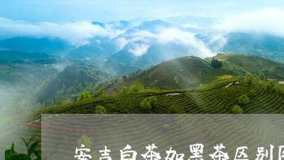 安吉白茶加黑茶区别图片/2023102445937