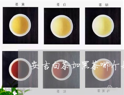 安吉白茶加黑茶哪个好/2023092994827