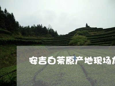 安吉白茶原产地现场加工/2023102581492