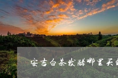 安吉白茶发酵哪里买的好/2023102489481