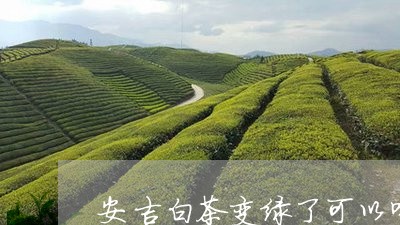 安吉白茶变绿了可以喝吗/2023102468251