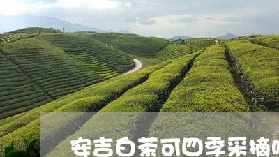 安吉白茶可四季采摘吗/2023093092604