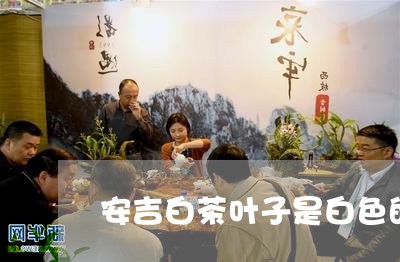 安吉白茶叶子是白色的吗/2023101714048