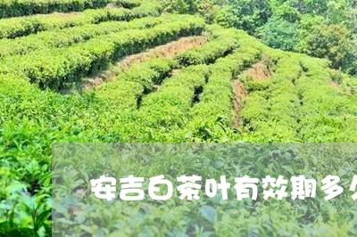 安吉白茶叶有效期多久/2023093069371