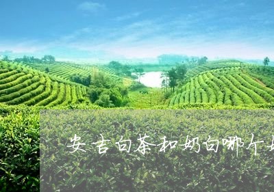 安吉白茶和奶白哪个好喝/2023101730693