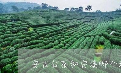 安吉白茶和安溪哪个好/2023093023724