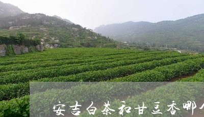 安吉白茶和甘豆香哪个好/2023101730836