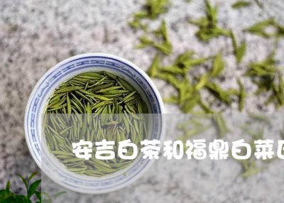 安吉白茶和福鼎白菜区别/2023101725371