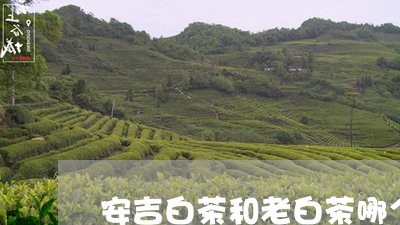 安吉白茶和老白茶哪个贵/2023101720512