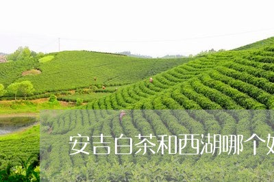 安吉白茶和西湖哪个好/2023093074936