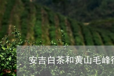 安吉白茶和黄山毛峰很像/2023101792848