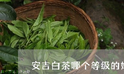 安吉白茶哪个等级的好喝/2023101728604